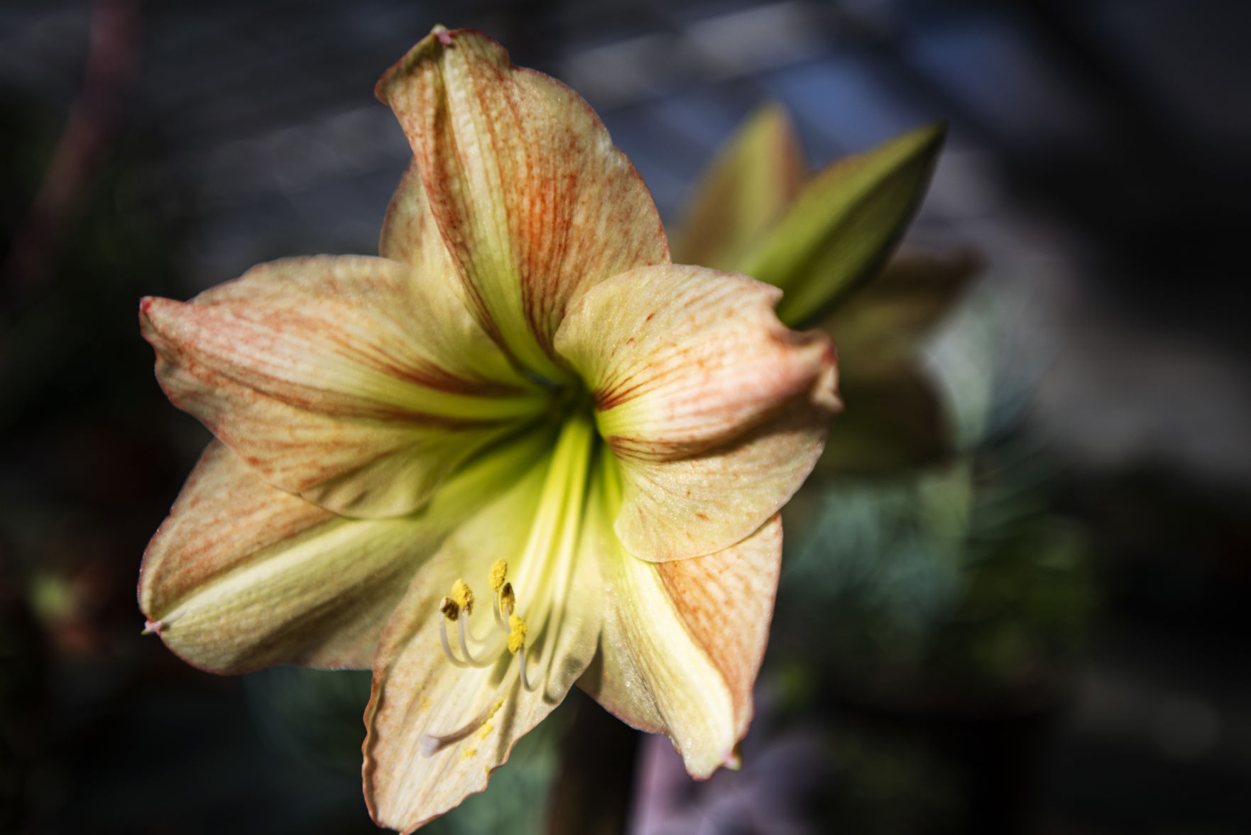 112718-hg-holidaybulbs-003.jpg